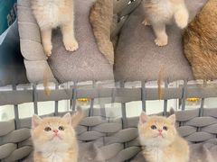 -lincat·猫舍(广州店)