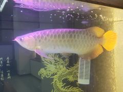 -小鱼小牛·鱼牛干锅·脆鱼火锅(世欧广场店)