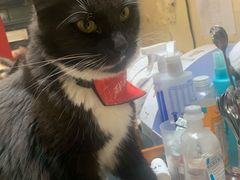 -猫色咖啡·猫咖