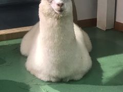 -藦茜花园宠物主题亲子互动体验馆(国顺东路店)
