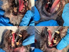 -拜鲁耶动物诊疗中心·宠家动物医院