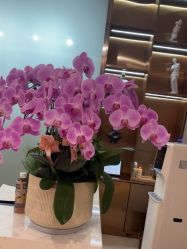 -杭州米兰柏羽医疗美容医院