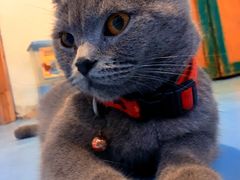 -猫色咖啡·猫咖