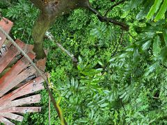 -西双版纳原始森林公园