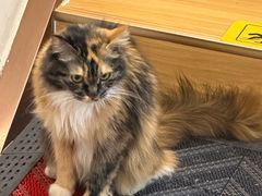 -雪月花(长江北路店)