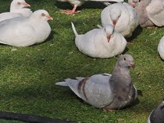 -长白岛森林公园