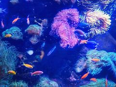 -悉尼海洋生物水族馆