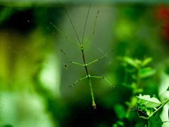 -上海昆虫博物馆