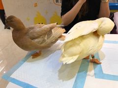 -同喜烤鸭店(光芒店)