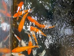 -上海大自然野生昆虫馆(东方明珠·爬宠昆虫探索中心)