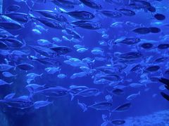 -太平洋海底世界