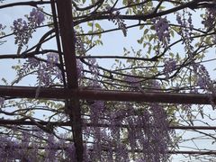 -嘉定紫藤园