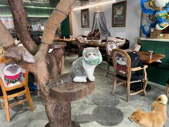 大堂-more than meow吴止猫主题餐厅(承德 中船汇店)
