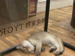 -袖虎·猫馆(体育西路店)