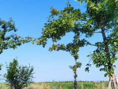 -漩门湾国家湿地公园