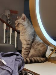 -飞梵造型