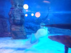 -烟台海昌鲸鲨海洋公园