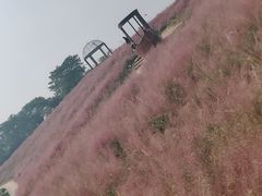 -大塘金香草谷