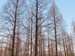 -黄海国家森林公园