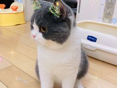 -momokira米努特·德文卷毛猫·棉花面纱犬