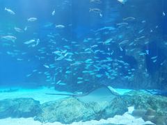 -海合安成都极地海洋公园