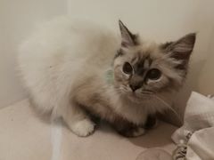 -Bastet sally猫舍购宠(静安店)