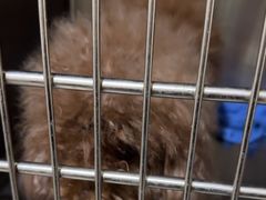 -艾贝尔宠物医院 ·内科全科(梁溪路店)