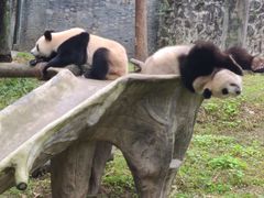 -都江堰中华大熊猫苑