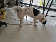 -平行世界·猫咖(首经贸店)