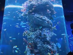 -芜湖新华联大白鲸海洋公园