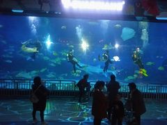 -烟台海昌鲸鲨海洋公园