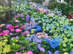 -自由生长植物工作室(深港花卉中心店)