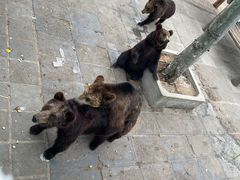 -西霞口神雕山野生动物世界