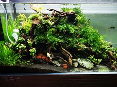 -山东柏宁水族批发广场