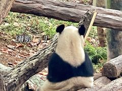 -都江堰中华大熊猫苑