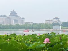 -莲花池公园