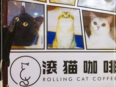 -滚猫咖啡·猫咖·猫友好撸猫(未来城店)