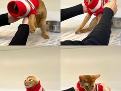 -lincat·猫舍(广州店)
