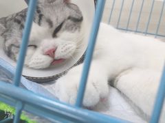 -喜多萌中农锦绣动物医院24H·猫科·牙科MRI·CT