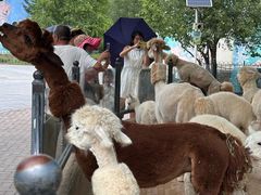 -鄂尔多斯野生动物园