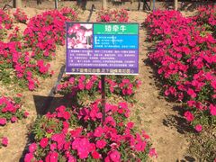 -广东花都香草世界旅游度假区