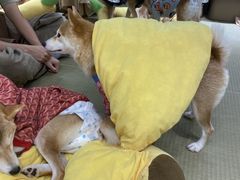 -逗柴咖啡屋·狗咖猫咖宠物桌游