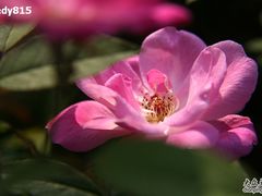 -广西壮族自治区药用植物园