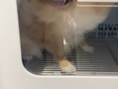 -PETKIT 小佩宠物·德文赛凯猫舍