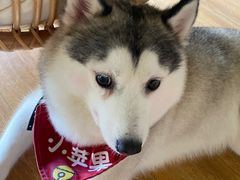 -Husky Go! 哈士奇体验馆·宠物咖啡厅狗咖