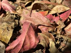 -艾溪湖湿地公园