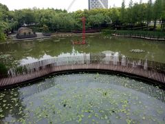 -陈家山荷花公园