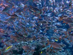 -成都浩海立方海洋公园