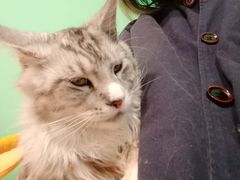 -猫在这儿猫咪咖啡馆·撸猫馆