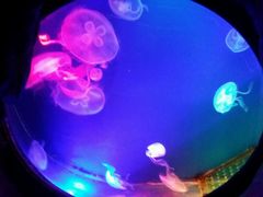 android_upload_pic-郑州海洋馆